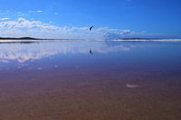 Haut comme un cerf-volant