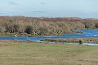Parc national des Dunes de Texel (De Muy) avec aigrette