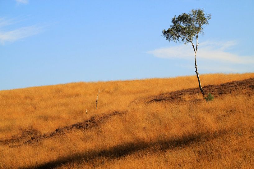 Grassland in October by Jolanta Mayerberg