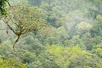 cloud forest Ecuador #2