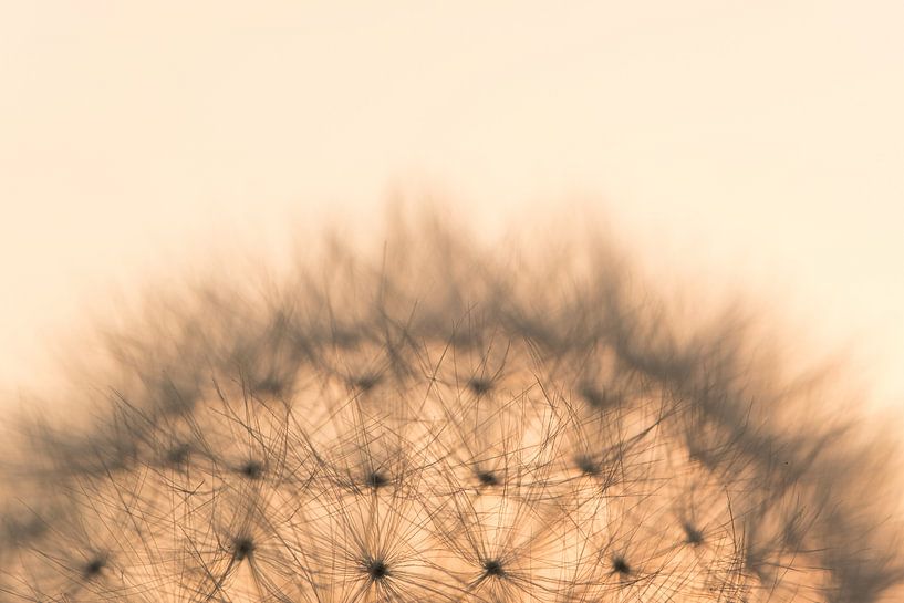Detail efflorescence of dandelion, colour by Moetwil en van Dijk - Fotografie