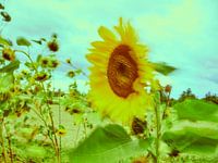 Sonnenblumen im Wind 1
