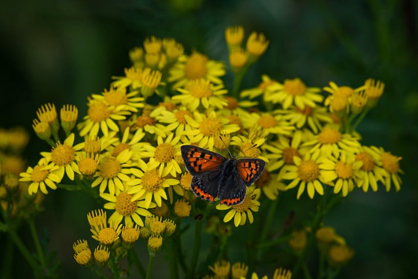 Small fire moth on by Shirley Douwstra