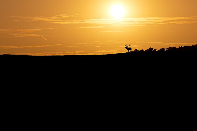 Le soleil se couche sur le Hoge Veluwe pendant le rut par Eric Wander