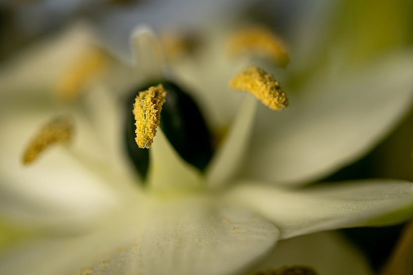 ornithogalum by Pictures by Van Haestregt