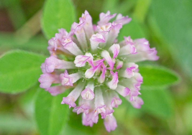 Rosa Klee Floral Pastell Makro von Iris Holzer Richardson