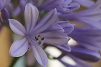 Paarse bloem gefotografeerd in Monaco