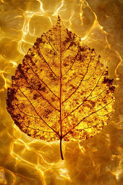 Im Wasser schwimmendes Herbstblatt von Art & Soul Creations