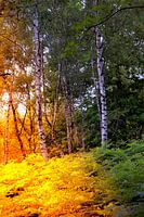 Sonnenlicht im Birkenwald