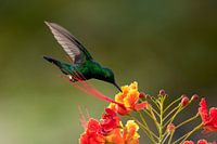 Green Hummingbird