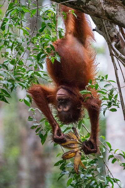 Toddler orangutan plays with its food by Anges van der Logt