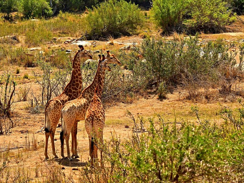 Giraffes in the Kruger Park South Africa by Truus Hagen