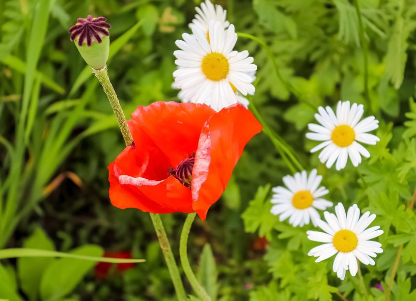 White daisies flowers in summer on green background by MPfoto71