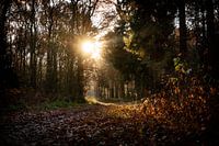 magisch herfst licht in het bos