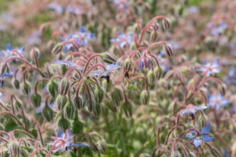Gurkenkraut von Richard Wareham