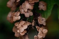 Autumn in the garden - part 3.