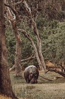 Hippo grazing in the shade of trees in the African wilderness