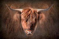 Portrait Scottish Highlander