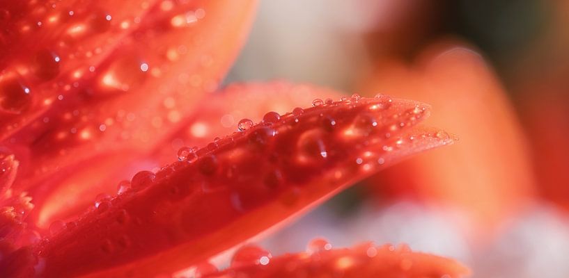 Dichtbij von Tashina van Zwam