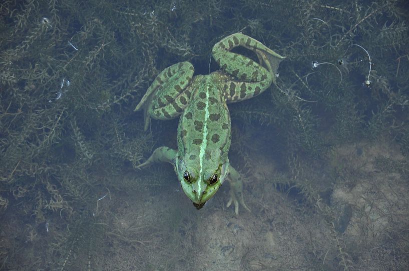 Grünfrosch von Eveline Ketterer