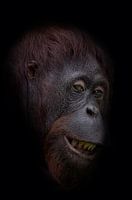 Grappige orang oetan gezicht