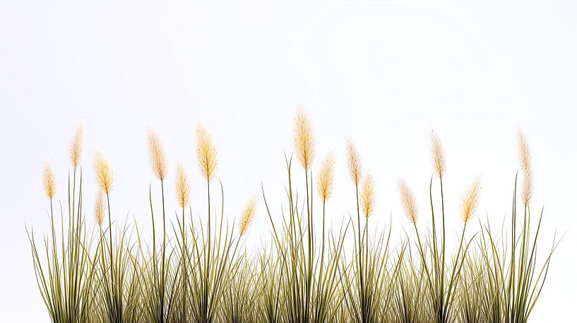 Summer grass plumes against white background by Vlindertuin-Art