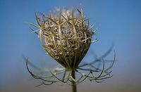 Wild Carrot