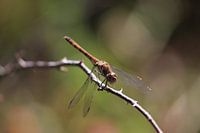 Braune Libelle auf einem Ast
