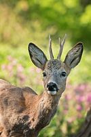 Gros plan sur un chevreuil