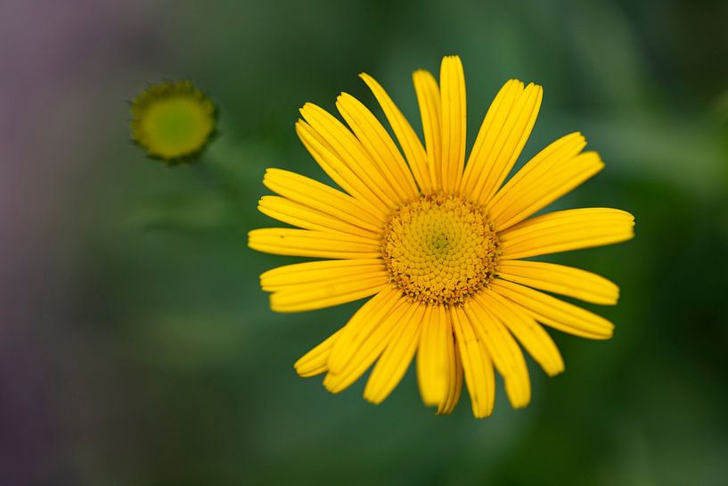 Gämswurz im Sonnenlicht von Andreas Müller