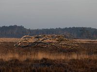 Äste - umgestürzter Baum in der Kalmthoutse Heide