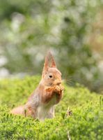 Écureuil dans la mousse