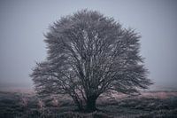 A lone tree stands, shrouded in a veil of mist