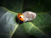 Marienkäfer in einem Efeublättchen