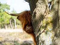 Cache-cache avec un Highlander écossais