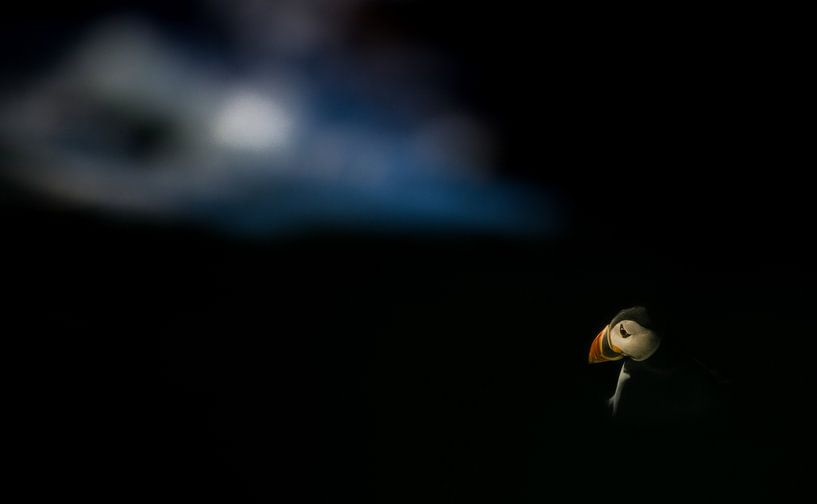 Puffin dreams par Claudia van Zanten