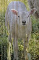 Abstrakte Fotografie | Abstrakter Expressionismus | Porträt eines Lamms