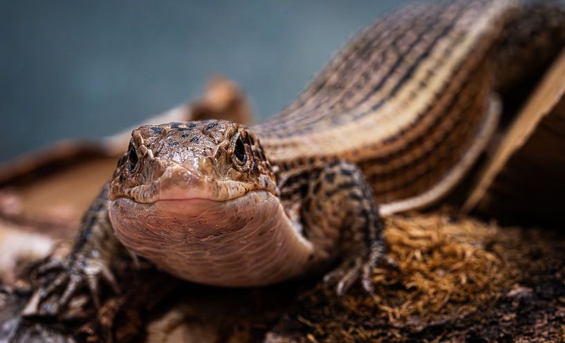 Lizard Close-up - Detailed Portrait by Alvadela Design & Photography