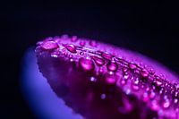 Tulpe mit Wassertropfen