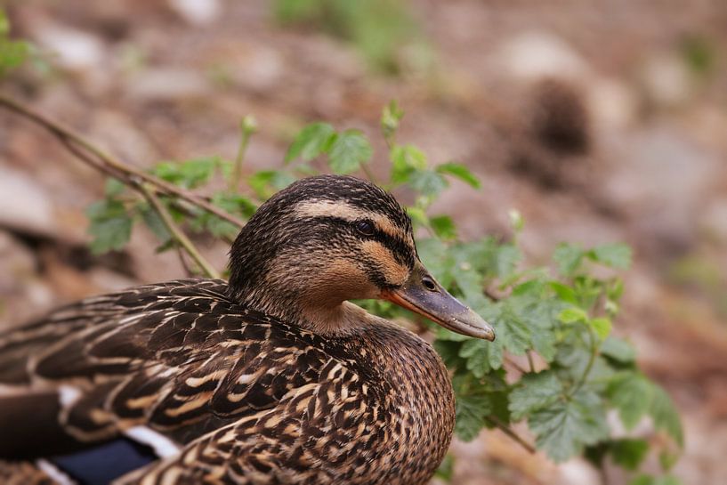 Stockentenweibchen by Dagmar Marina