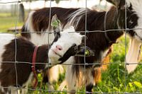 'Kijk mij',  zei het geitje