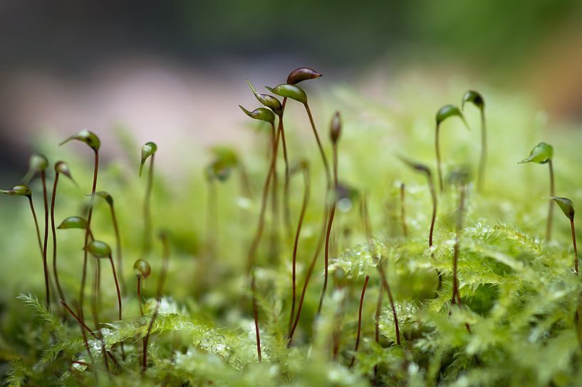 Moos von André Scherpenberg