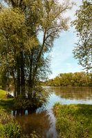 bomen langs een rivier in de zomer