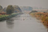 Leven bij de rietkraag