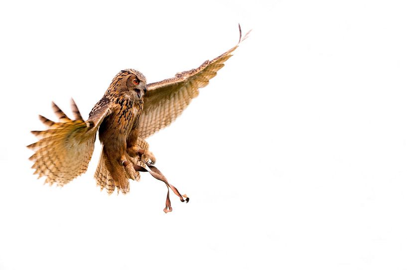 Gezähmte Freiheit - Eule im Flug von Andrea Gulickx
