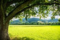 Panorama de Kirchzarten