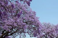 Jacaranda tree