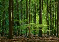 Sommerzeit im Speulder-Wald