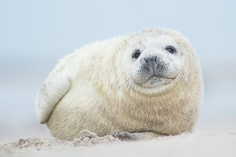 Zeehonden pup par Elles Rijsdijk