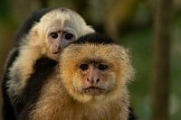 Un singe capucin à épaulettes blanches avec ses petits sur le dos